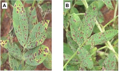 RGB-image method enables indirect selection for leaf spot resistance and yield estimation in a groundnut breeding program in Western Africa